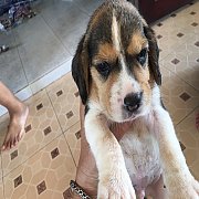 ขายลูกสุนัขบีเกิ้ล สนใจลดได้คะ