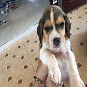 ขายลูกสุนัขบีเกิ้ลแท้ สนใจลดได้คะ 