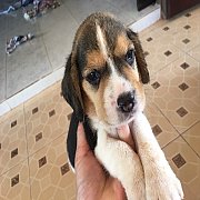 บีเกิ้ลแท้ สวย ๆ ราคา 5500สนใจลดได้คะ