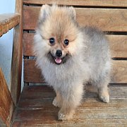 ปอมแท้ น่ารัก สีน้ำตาล