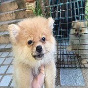 ปอมแท้น่ารัก สวย ๆ ราคากันกันเอง