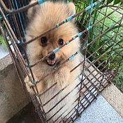 ปอมเมอเรเนียน