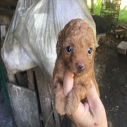 พุดเดิ้นแท้ ทอย น่ารัก