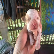 พุดเดิ้นขนหยิก ทอย