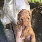 พุดเดิ้นทอยสีน้ำตาล และ ขาว