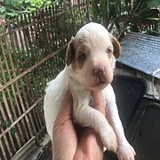 พุดเด้นแท้ สีขาวจั๋ว ผู้ 1