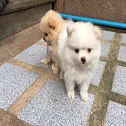 ปอมเมเรเนียนแท้ 5800