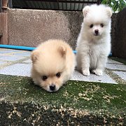 ปอมแท้ สวยๆ ผุ้และเมีย