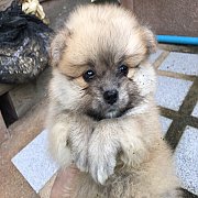 ปอมเมอเรเนียนแท้