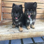 ปอมแท้ เล็กน่ารัก 4800-5000