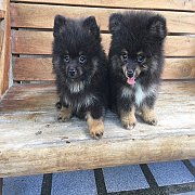 ปอมแท้ น่ารัก ตัวเล็ก 5000