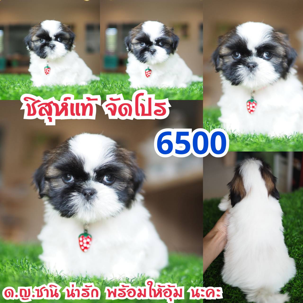 อาณาจักรกิ๊ฟซ่า แหล่งรวบรวม ชิสุห์ สุดน่ารัก