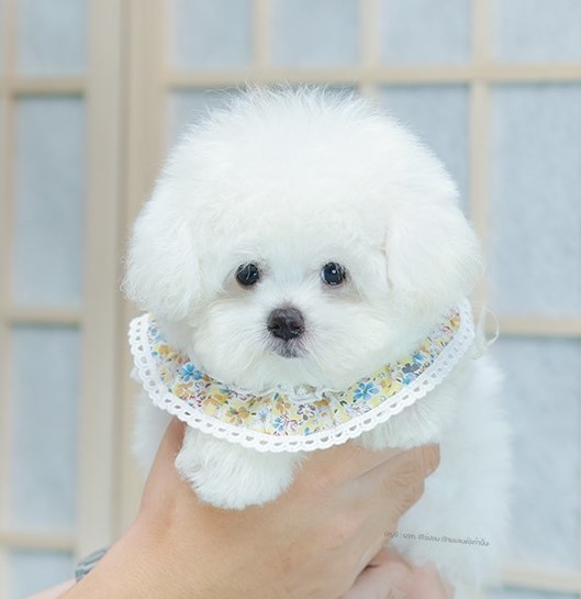 บิซอง ฟริเซ่ BCM-56068 เพศชาย สีขาว อายุ 2 เดือน ตัวเล็ก ขาสั้น หน้าสั้น ขนแน่นฟ...