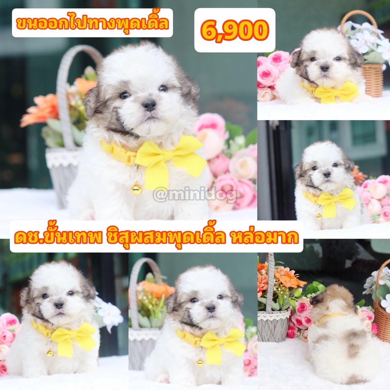 ชิสุพุดเดิ้ล