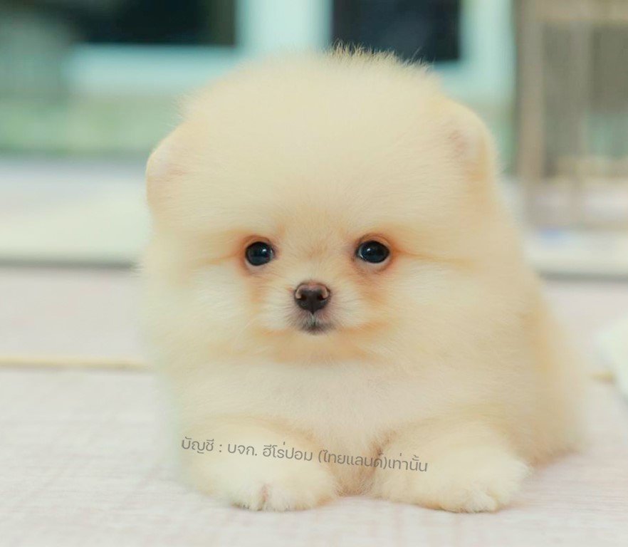ปอมแท้ ปอมเมอเรเนียน HRM-68167 เพศชาย สีครีม อายุ 2 เดือน หน้าตาน่ารัก ขาสั้น ขน...