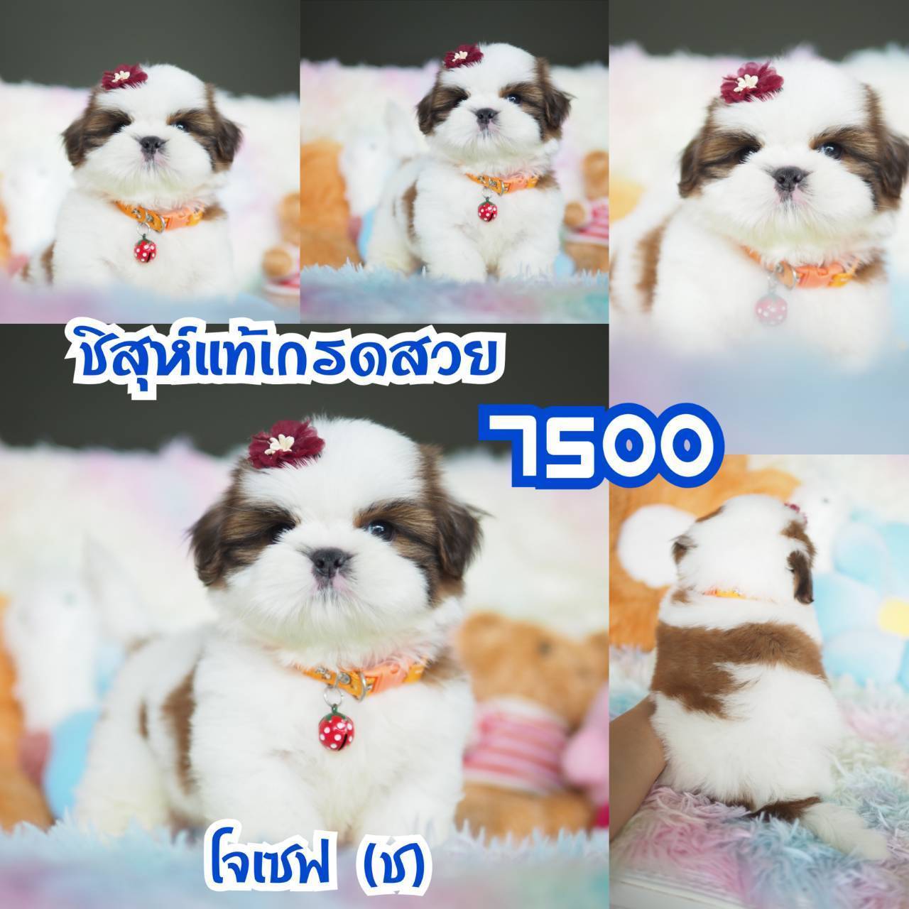 ❤️บ้านกิ๊ฟซ่า ชิสุห์ จตุโชติ สะพานใหม่ บางเขน