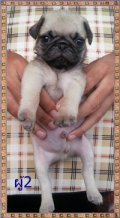 !Sale! น้องปั๊กเพศเมีย1 ผู้3 คร้า  อัพเดทความหน้ารักล่าสุดคร้า