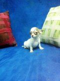 FOR SALE CHIHUAHUA ขนสั้นเพศผู้สวยๆ