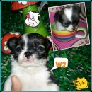 ~♡~ ขายถูก >>ลดจำนวน<< เด็กหญิง...(W2)... ชิวาวา ขนยาว ไชด์เล็ก น่าร...