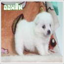 เจแปนนิส สปิตซ์ (Japanese Spitz) เกรดคุณภาพเปิดจำหน่ายพร้อมจัดส่งฟรีครับ