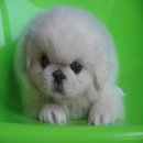  ขายลูกสุนัขปักกิ่งขาวขนแน่นสวย อ้วนเตี้ย พันธ์แท้ 
