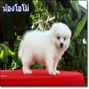 เจแปนนิส สปิตซ์ (japanese spitz.) คอกใหม่น่ารักมากๆ เปิดจำหน่ายแล้วครับ