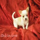 เด็กชาย B2 ชิวาวา ขนสั้น2ชั้น สีขาวครีม ราคาเบ๊าเบา พร้อมรับประกันสุขภาพ by ชิวา...