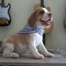 ราชบุรี beagle