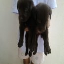 ลูกลาบราดอร์สีช็อคลำปาง