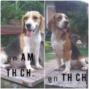 ราชบุรีบีเิกิ้ลชุดใหม่พ่อแม่ลูกไทยแชมป์ พร้อมใบรับรอง