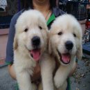 3 ตัวสุดท้าย (ตัวเมีย) ขายลูกสุนัขโกลเด้นสายพันธุ์แท้