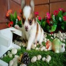 ชิวาวาขนยาว เพศผู้ สีขาวน้ำตาลส้ม ตาโต หน้าหักสั้น หัวโหนก สายดี เหมาะสำหรับทำพ่...