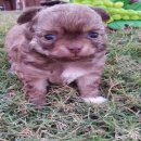 เปิดจอง น้องชิวาวา สีช็อค 