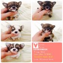 T-CUP 5,900---->ชิวาวา ผู้-เมีย ทีคัพ 5,900 บาท<<<<