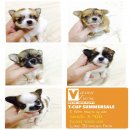 T-CUP SUMMERSALE ชิขนยาว ผู้เมีย น่ารักๆ 5,900 บาท<<<<<