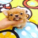 SALE GRADE A ชิวาวาขนยาว เมีย ราคา 5,900 บาท<<<<