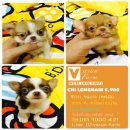 VASUNFARM ชิวาวา เกรด A ขนยาว เพศเมีย 5,900 บาท<<<<<