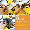 SALE ชิวาวา ขนยาว ทีคัพ ช-ญ ราคาเพียง 5,900 บาท<<<<<<