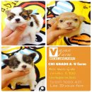 CHI GRADE A ชิวาวา ขนยาว ผู้-เมีย เริ่มต้น 5,900 บาท<<<<<