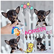 ★^-^*★ WWW.WOWWCHIHUAHUA.COM ★^-^*★ ชิวาวาเพศเมีย ขนสั้น สีแบลคแทน 5900