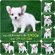 💥Chihuahua สาวสวย ขนยาวสีแฟนซี น่ารัก ตัวเล็ก แข็งแรง กินเก่ง มีบริการส่...