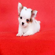 ด.ญ มาลี ชิวาวาขนยาวสาวสวย 🐶🐕🐶🐕🐶🐕...