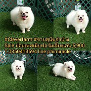 ปอมเพศเมีย ฟอร์มเลี้ยงเล่นไซต์มาตราฐานหน้าจิ้งจอก 5900 T.0850413594