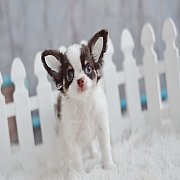 ★^-^*★ WWW.WOWWCHIHUAHUA.COM ^-^*★ น้องถ้วยฟู เพศเมียขนยาว สีขาวชอค