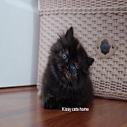 พี่มองเห็นหนูไหมคะ ลูกแมว เปอร์เซีย สีกระดองเต่า เพศหญิง 