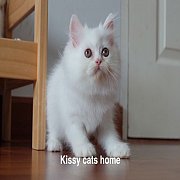 exotic long hair(ขนยาว) เพศหญิง สีขาว ตาCopper