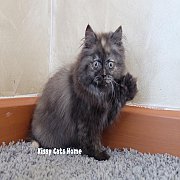 พร้อมย้ายบ้าน พี่มองเห็นหนูไหมคะ???