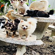 ชิวาวาขนยาว ปอมแท้ อายุ2เดือนถึง3ปี แบ่งขายเพื่อลดจำนวน