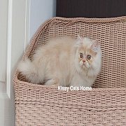 พร้อมย้ายบ้าน ลูกแมวเปอร์เซีย (ญ) สีครีม