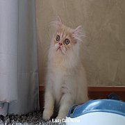 พร้อมย้ายบ้าน ลูกแมวเปอร์เซีย (ญ) สีครีม ราคาเบาๆ